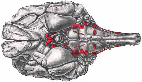 Ilust nervos cranianos